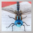 Recherche de libellules posters Pour tous