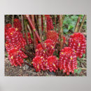 Recherche de gingembres art Tropical