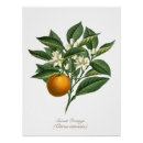 Recherche de fruit vintage posters Agrumes