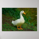 Recherche de canard blanc posters Étang