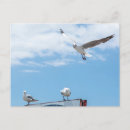 Recherche de oiseaux en vol cartes postales Ciel