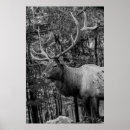 Recherche de wapitis posters Cerf