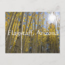 Recherche de arbre peuplier cartes postales Arizona