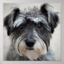 Recherche de schnauzer miniature art Dog