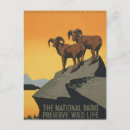Recherche de la vie sauvage cartes postales Rétro