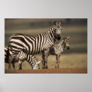 Recherche de couleur zèbre posters Animal
