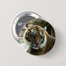 Recherche de tigre de bengale badges Tigres