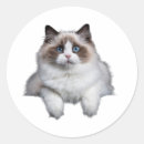 Recherche de ragdoll bleu autocollants Chaton