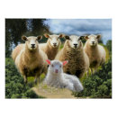 Recherche de agneau posters Troupeau de moutons