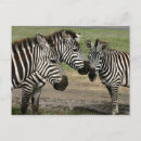 Recherche de zebra cartes postales Tanzanie