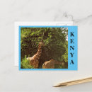 Recherche de girafe photo cartes postales Safari