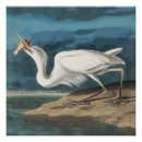 Recherche de oiseaux de marais art John