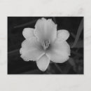 Recherche de hémérocalle cartes postales Fleur