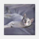Recherche de aux yeux bleus magnets Chat domestique