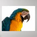 Recherche de zoo art Perroquet