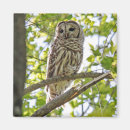 Recherche de hibou barré Animaux