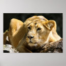 Recherche de peinture de lion posters Décoration