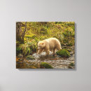 Recherche de ours blanc toiles Colombie britannique
