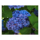 Recherche de hortensias bleus posters Jardin