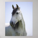 Recherche de tête de cheval posters Nature