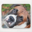 Recherche de chien boxeur tapis souris Plan rapproché