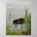 Recherche de castor posters Lac