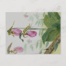 Recherche de saboteur cartes postales Rose
