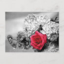 Recherche de rose blanc noir cartes postales Plante
