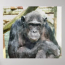 Recherche de chimpanzés posters Sauvage