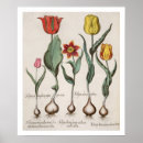 Recherche de tulipa Pre 19th