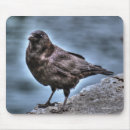 Recherche de corbeau tapis souris Animaux