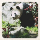 Recherche de panda dessous de verres Zoo