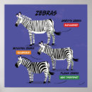 Recherche de zebras posters Faune