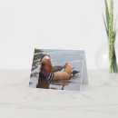 Recherche de canard de mandarine vœux cartes Faune