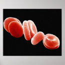Recherche de cytologie posters Sang