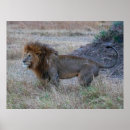 Recherche de lionne posters Gros