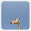 Recherche de tête de girafe autocollants Animaux