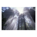 Recherche de rayons de lumière posters Ensoleillement