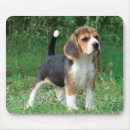 Recherche de beagle tapis souris Animaux