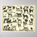 Recherche de toilettage posters Dog