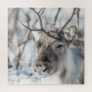 Recherche de renne puzzles Cerf