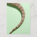 Recherche de dragon barbu cartes postales Animal