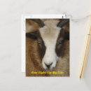 Recherche de brebis cartes postales Ferme