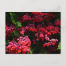 Recherche de coeur rose cartes postales Tropical