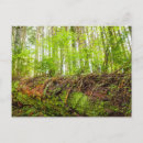 Recherche de merrill cartes postales Forêt