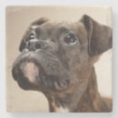 Recherche de boxeur photographie Animaux domestiques