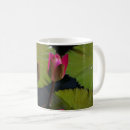Recherche de nympheas tasses Nymphéas