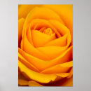 Recherche de de rose jaune posters Peinture murale