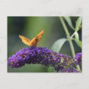 Recherche de buisson papillon cartes postales Violet