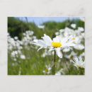 Recherche de marguerite sauvage cartes postales Printemps